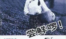 最新茶叶爆料文案怎么写,最新爆料带你领略茶界新风尚